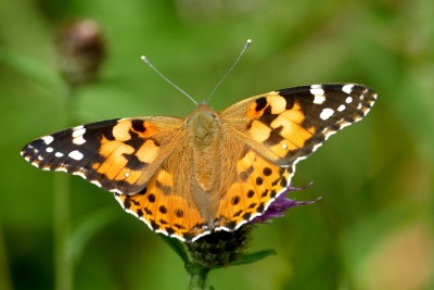 One of many Painted Lady' in Orleston Forest.