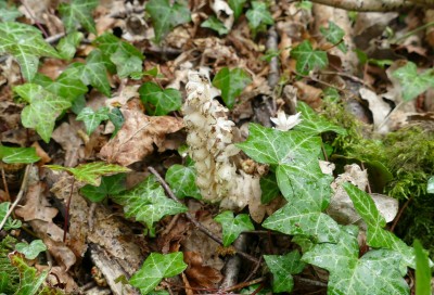 This is Toothwort. A scarce plant in the South East. It is Parasitic on Hazel and a few other species of tree.