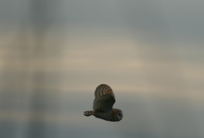 I only just managed to catch this Barn Owl as it flew past in falling light.