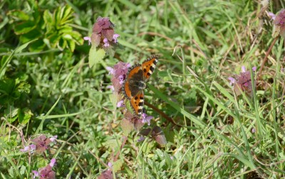 Always nice to see our first Small Tortoiseshell of the year.