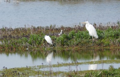 This photo would have seemed impossible 10 years ago. Here we see Great White Egret, Little Egret and Black Winged Stilt together at Dungeness. April 2019. All now regular visitors to the UK.