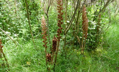 Greater Broomrape in East Sussex. Some of these plants were 0.8m tall.