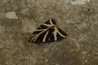 Jersey Tiger at Dungeness
