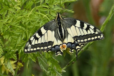 Swallowtail Butterfly on Dengemarsh.