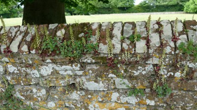 Wall Pennywort at Winchelsea