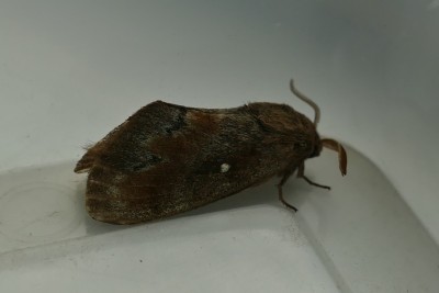 Pine-tree Lappet at Dungeness
