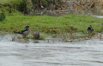 A distant photo of the Wood Ducks at Godmersham.