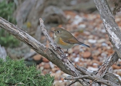 Red Flanked Bluetail at Dungeness