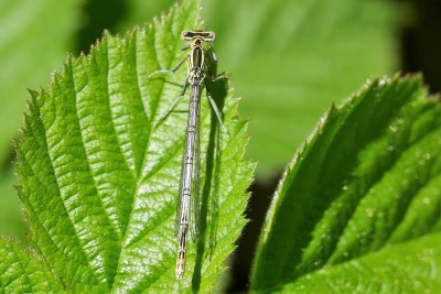White Legged Damselfly at Orlestone. Better numbers this year at one of it's most easterly locations.