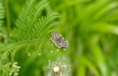 Grizzled Skipper at Longrope Wood (Orlestone Forest).
