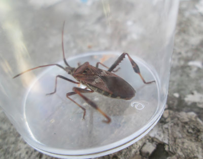 Western Conifer Seed Bug at Dungeness. Rare but currently increasing in Britain