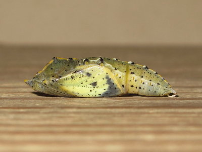 Large White pupa (female - 20 hours before emergence) - Crawley, Sussex 6-May-2019