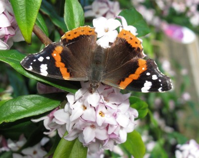 Red Admiral - Crawley, Sussex 16-Feb-2024