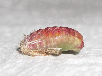 Brown Hairstreak larva (L4) pupating - Crawley, Sussex 28-June-2015