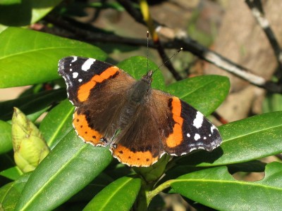 Red Admiral - Crawley, Sussex 15-Feb-2024
