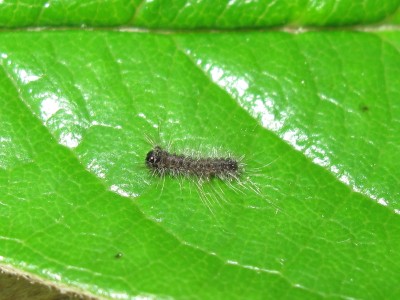 Gypsy moth larva (or could be Vapourer) - Crawley, Sussex 8-May-2024