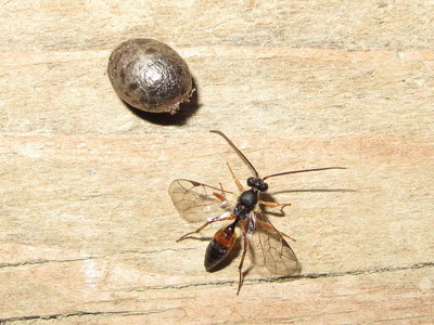 Parasitic wasp Phobocampe confusa - Crawley, Sussex 22-June-2017