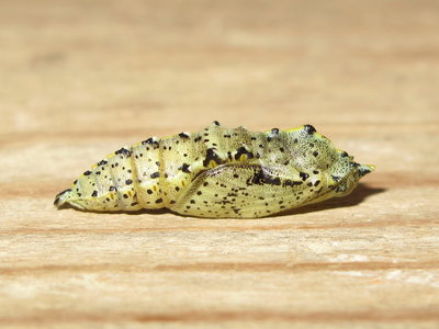 subject Large White pupa (right side) 21-Feb-2019