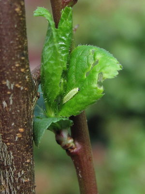 Brown Hairstreak larva (8-days old) - Caterham, Surrey 17-April-2011