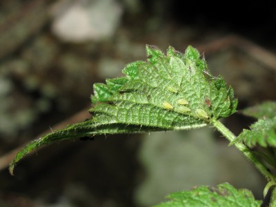 Red Admiral larval tent (3rd instar) - Crawley, Sussex 16-Dec-2023