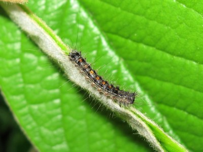 Gypsy moth larva - Crawley, Sussex 15-May-2024