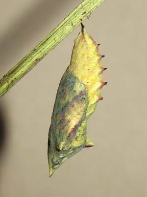 Peacock pupa (18 hours before emergence) - Caterham, Surrey 25-July-2012