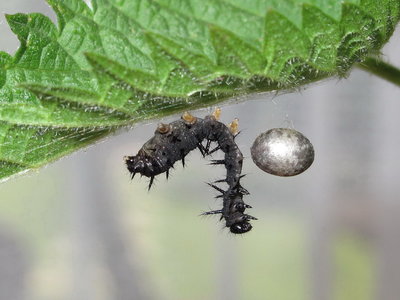 Peacock larva with cocoon of Phobocampe confusa - Crawley, Sussex 4-June-2017