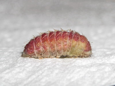 Brown Hairstreak larva (L4) 90mins before pupation - Crawley, Sussex 28-June-2015