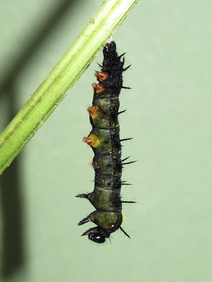 Peacock larva (commencing pupation) - Caterham, Surrey 16-July-2012