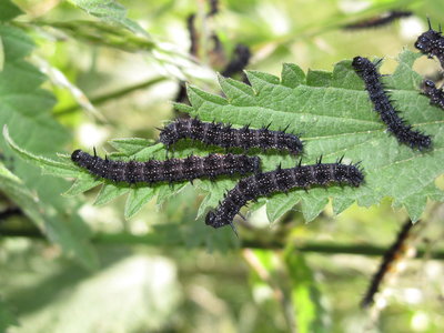 Peacock larvae (4th instars) - Crawley, Sussex 17-June-2017
