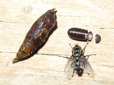 Parasitic Tachinid fly Compsilura concinnata - Lancing, Sussex 5-April-2019