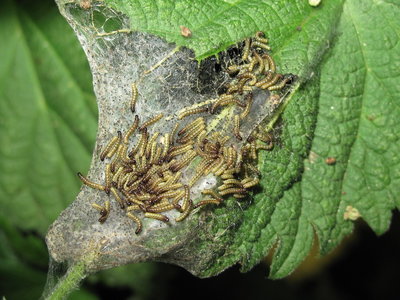 Peacock larvae (1st instars) - Crawley, Sussex 31-May-2017