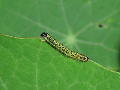 Large White 3rd instar larva (14 days old) - Caterham, Surrey 29-Sept-2011