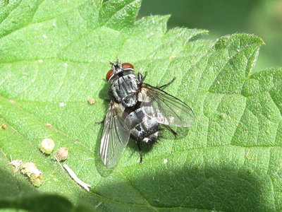 Parasitic tachinid fly (species #1) - Crawley, Sussex 16-June-2017