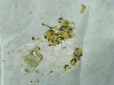 Large White larvae - Dunwich, Suffolk 5-Sept-2011