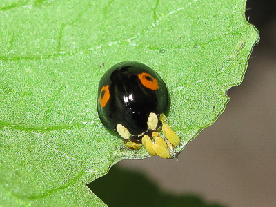 Harlequin ladybird with Large White eggs - Crawley, Sussex 14-Aug-2018