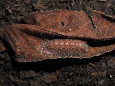 Brown Hairstreak larva (pre-pupation at rest) - Caterham, Surrey 29-May-2011