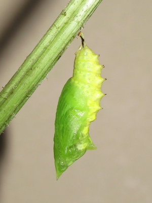 Peacock pupa (30 minutes old) - Caterham, Surrey 16-July-2012