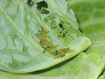 Large White 1st instar larvae (6 days old) - Caterham, Surrey 21-Sept-2011