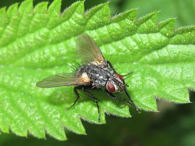Parasitic tachinid fly (species #2) - Crawley, Sussex 9-June-2017