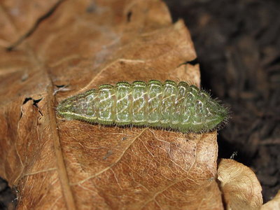 Brown Hairstreak larva (7 hours after descending) - Caterham, Surrey 6-June-2011
