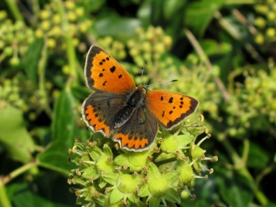 Small Copper - Lancing, Sussex 9-Oct-2021