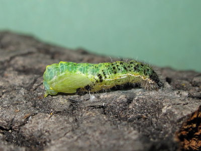 Large White larva pupating - Caterham, Surrey 24-Aug-2013