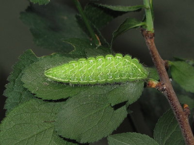 Brown Hairstreak larva (56 days old and fully grown) - Caterham, Surrey 4-June-2011