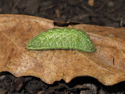 Brown Hairstreak larva (3 hours after descending) - Caterham, Surrey 6-June-2011