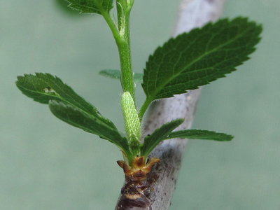 Brown Hairstreak larva (12-day old second instar) - Caterham, Surrey 23-April-2011