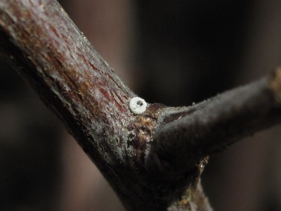 Brown Hairstreak larva (L5) chewing through egg shell - Crawley, Sussex 6-April-2020