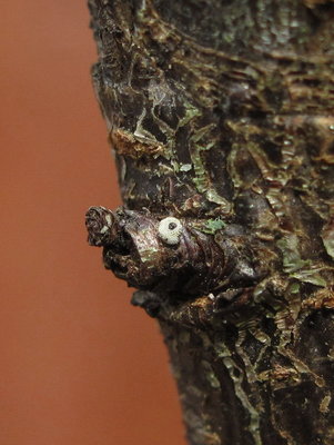 Larva (L4) chewing through egg shell - Crawley, Sussex 17-April-2015