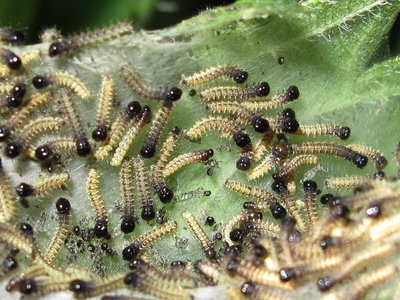 Peacock larvae (1st and 2nd instars) - Crawley, Sussex 3-June-2017