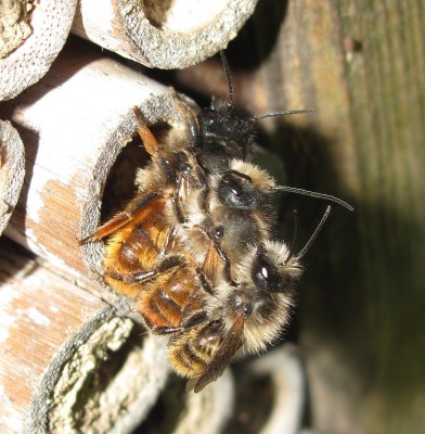 Red Mason bees - Crawley, Sussex 7-May-2024